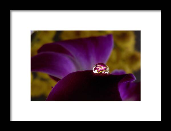 Macro Framed Print featuring the photograph Drop on an purple orchid 2 by Wolfgang Stocker