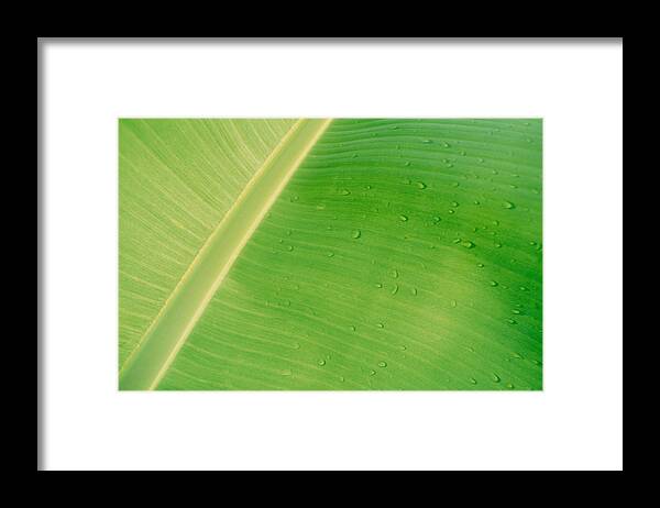 Banana Tree Framed Print featuring the photograph Drops of water on banana leaf, close-up by James Hardy
