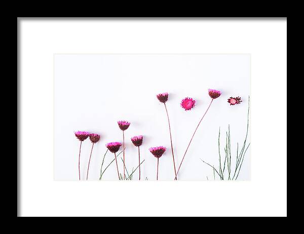 Dry Flowers Framed Print featuring the photograph Dry purple floral bouquet on white background. by Michalakis Ppalis