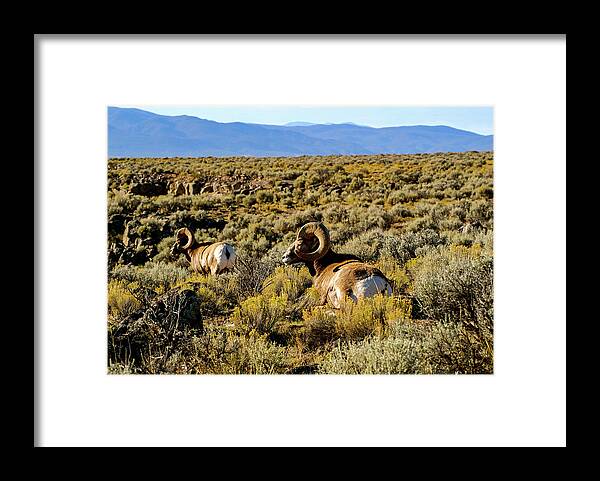 Bighorn Sheep Framed Print featuring the photograph Wild Bighorn Sheep - New Mexico by Earth And Spirit