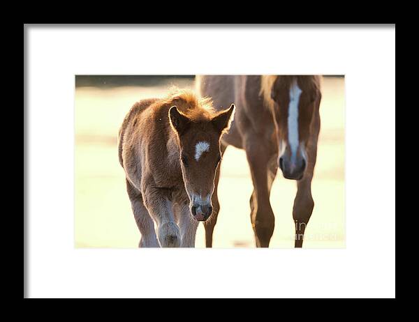 Cute Foal Framed Print featuring the photograph Ducey by Shannon Hastings