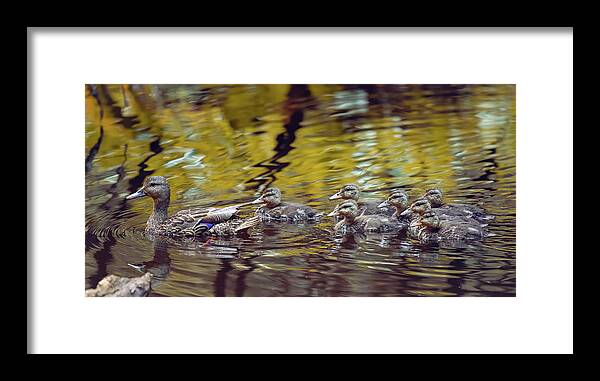 Mallard Framed Print featuring the photograph Duck Family by Michael Rauwolf