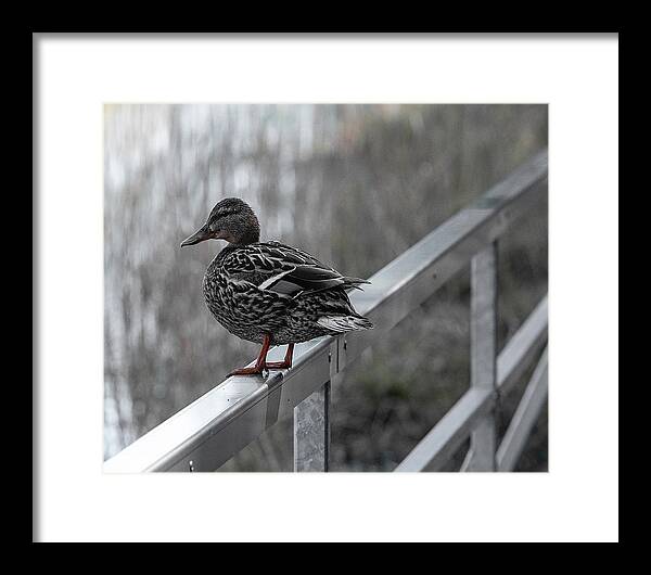 Nature Framed Print featuring the photograph Duck fashion model by Aleksandrs Drozdovs