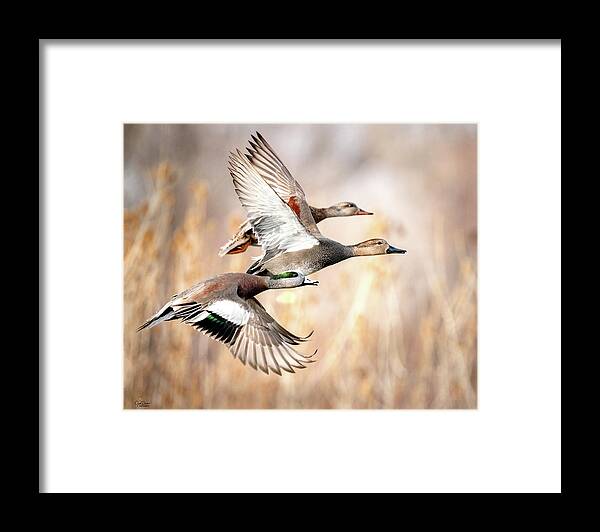 Ducks Framed Print featuring the photograph Duck Flyaway by Judi Dressler