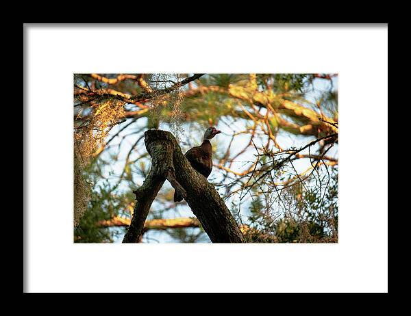 Black Bellied Whistling Duck Framed Print featuring the photograph Duck In A Tree by Mireyah Wolfe