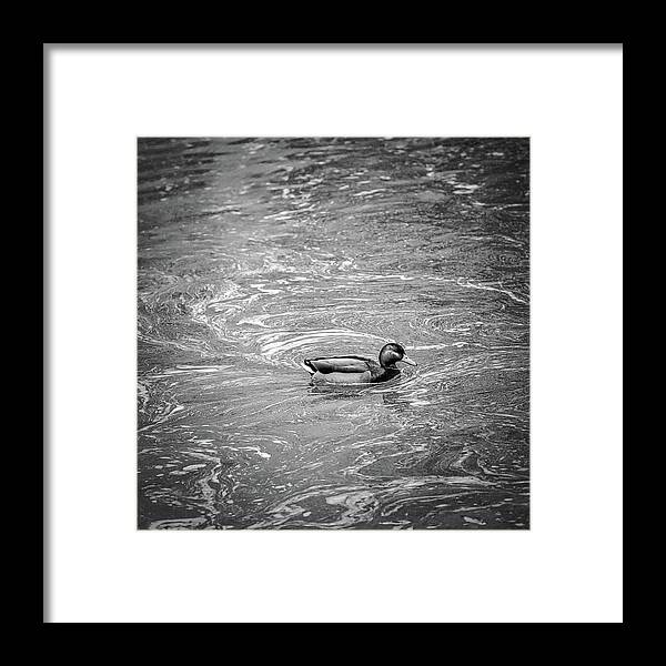 Duck In Creek Bw Framed Print featuring the photograph duck in creek BW by Leif Sohlman