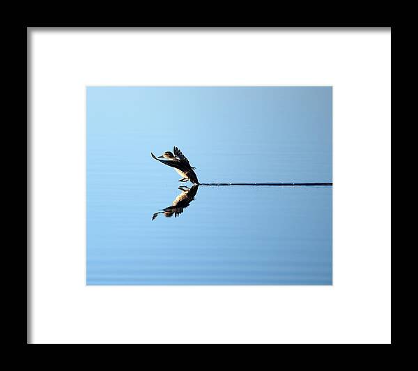 Duck Framed Print featuring the photograph Duck Smooth Landing 1 by Flinn Hackett