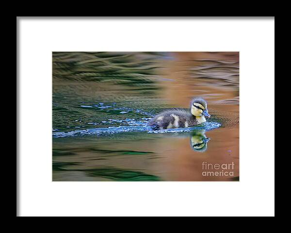 Duck Framed Print featuring the photograph Duckling by Thomas Nay