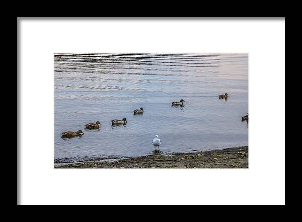 Ducks Framed Print featuring the photograph Ducks by Anamar Pictures
