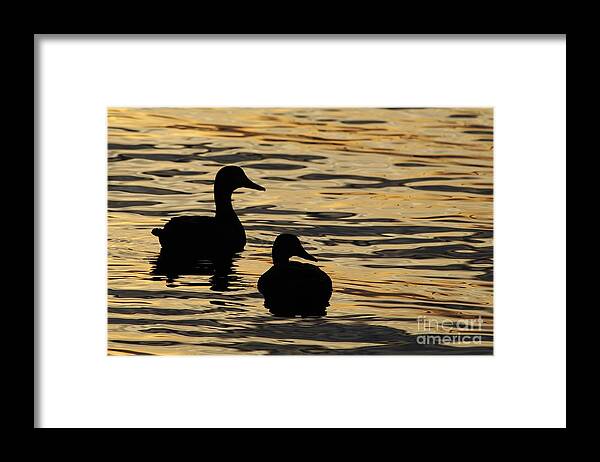 Ducks Framed Print featuring the photograph Ducks at Sunset by Joanne Carey