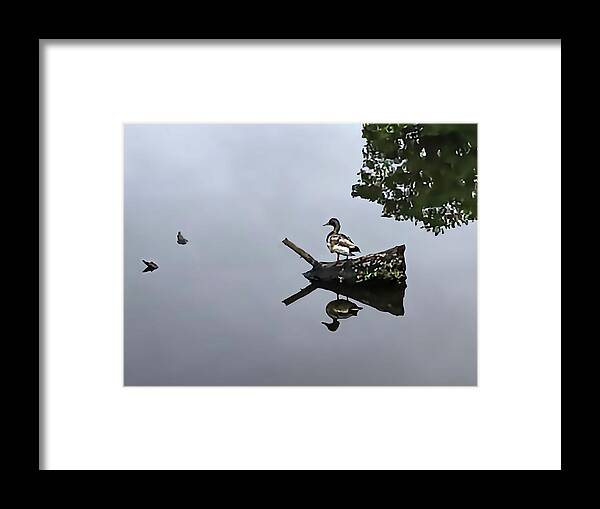 Wild Ducks Framed Print featuring the photograph Ducks Limited by Edward Shmunes
