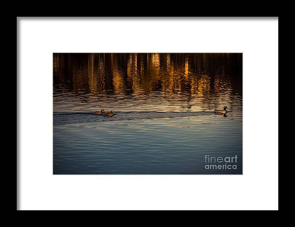 Ducks Framed Print featuring the photograph Ducks on the Pond by Matthew Nelson
