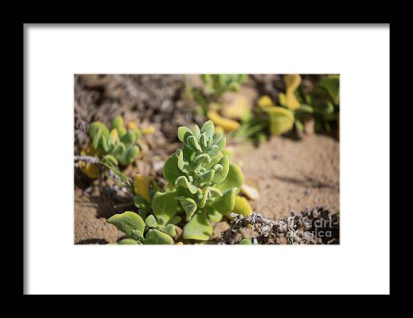 Dune Spinach Framed Print featuring the photograph Dune Spinach by Eva Lechner