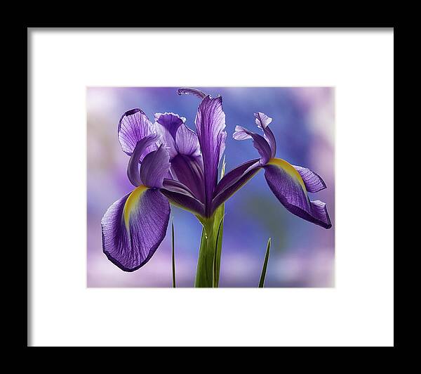 Floral Framed Print featuring the photograph Dutch Iris by Shirley Mitchell