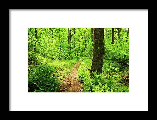 Dwg Dunnfield Creek Spring Green And Trail Blaze Framed Print featuring the photograph DWG Dunnfield Creek Spring Green and Trail Blaze by Raymond Salani III