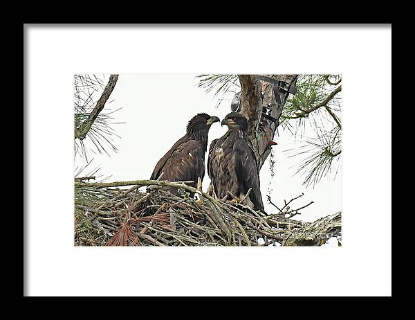 Swfl Framed Print featuring the photograph E19 and E20 looking at each other by Liz Grindstaff