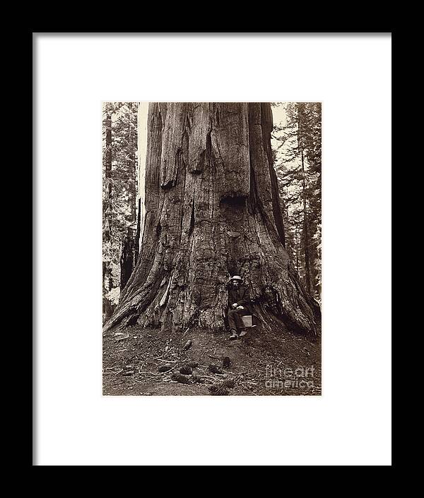 19th Framed Print featuring the photograph Eadweard Muybridge and General Grant Tree, c. 1864 by Getty Research Institute