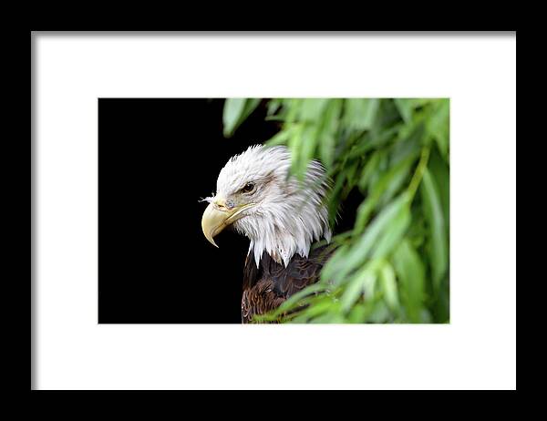Eagle Framed Print featuring the photograph Eagle 2 by Deborah M