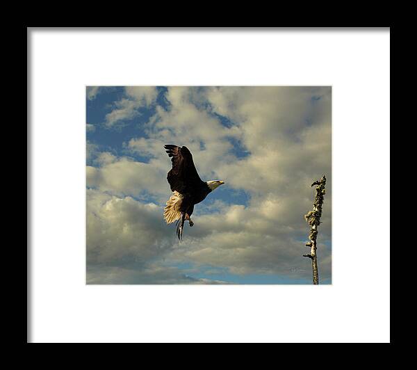 Arrival Framed Print featuring the photograph Eagle Arrival 052720 by Bill Posner