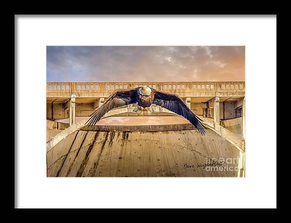 Eagle Framed Print featuring the photograph Eagle at Sunset by David Wagenblatt