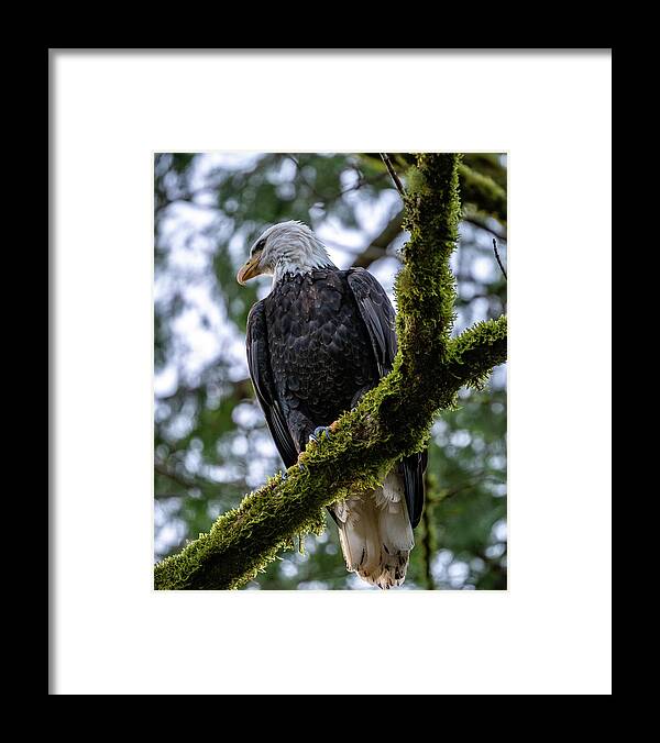Bald Eagle Framed Print featuring the photograph Eagle Attitude by Clinton Ward