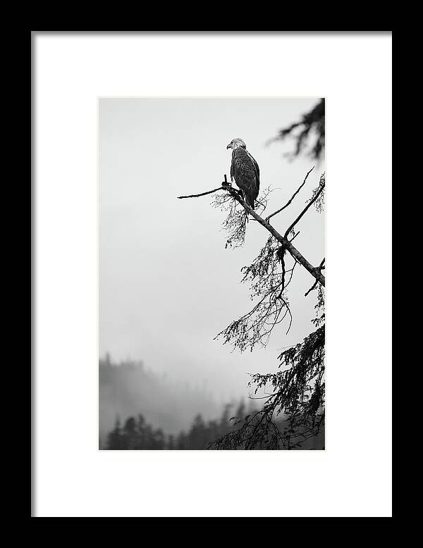  Framed Print featuring the photograph Eagle Black and White by Michael Rauwolf