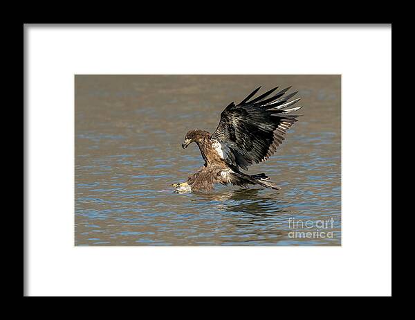 Bald Eagle Framed Print featuring the photograph Eagle diving into water by Sam Rino