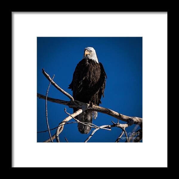 Eagle Framed Print featuring the photograph Eagle Eye by Dlamb Photography