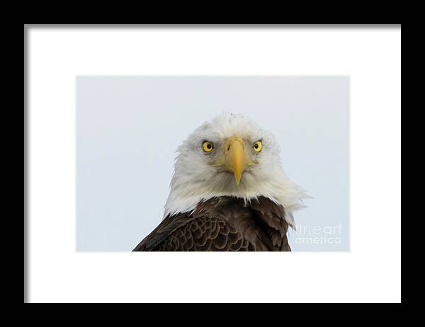 Eagle Framed Print featuring the photograph Eagle Eyes by Tom Claud