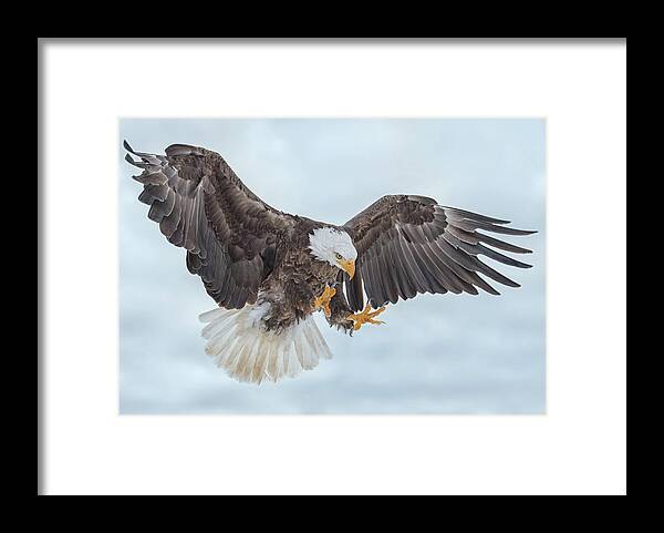 Eagle Framed Print featuring the photograph Eagle In the Clouds by CR Courson