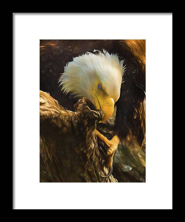 Eagle In A Tree Framed Print featuring the photograph Eagle by John Roach