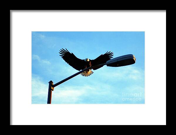 Eagle Framed Print featuring the photograph Eagle on lamp post by Steve Speights