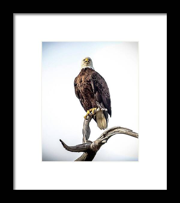 Eagle Framed Print featuring the photograph Eagle One by Pete Rems