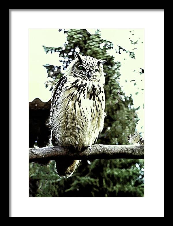 Wildlife Framed Print featuring the photograph Eagle Owl by Gerlinde Keating
