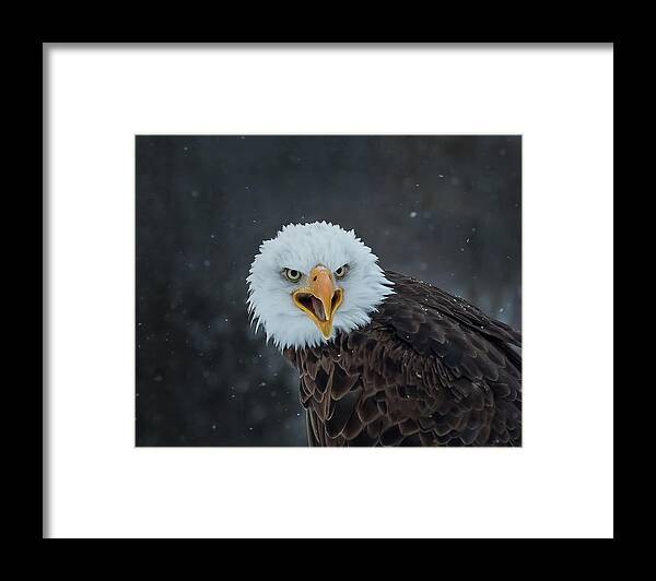 Eagle Framed Print featuring the photograph Eagle Stare by CR Courson