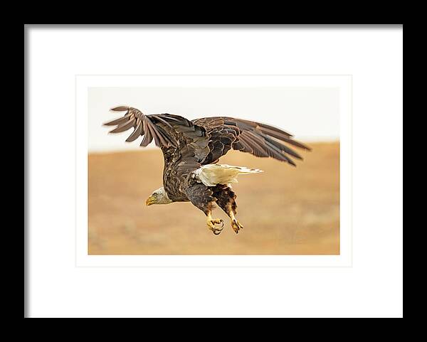Eagle Framed Print featuring the photograph Eagle Taking Off by Dorothy Cunningham