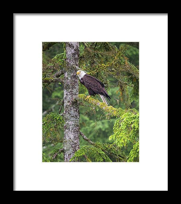 Eagle Framed Print featuring the photograph Eagle Tree by Michael Rauwolf