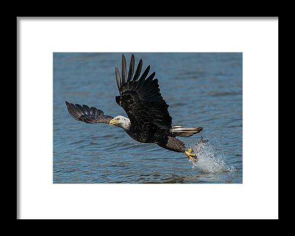 Eagle Framed Print featuring the photograph Eagle with catch of the day by Sam Rino