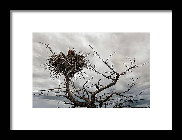 Bald Eagle Framed Print featuring the photograph Eagles Nest by Craig J Satterlee