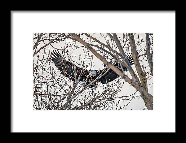 Bald Eagle Framed Print featuring the photograph Eagle's Wings by Christopher Thomas