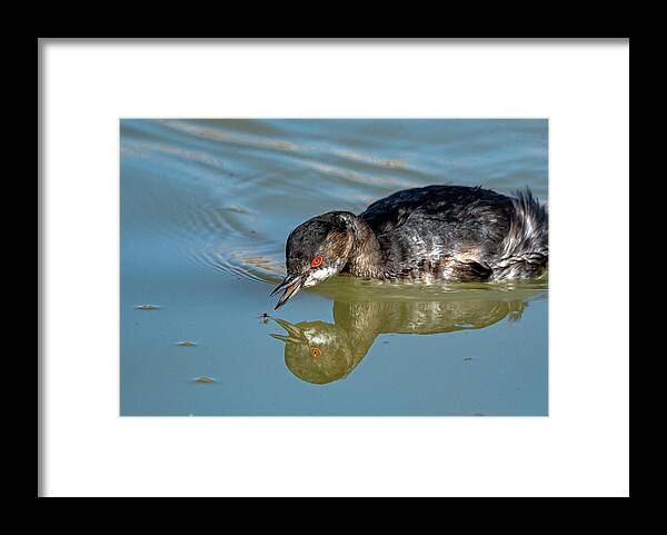 Eared Grebe Framed Print featuring the photograph Eared Grebe by Rick Mosher