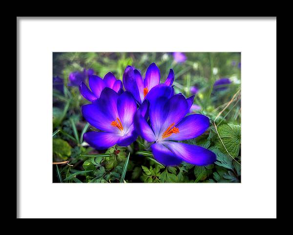 Flower Framed Print featuring the photograph Early Crocus by Micah Offman
