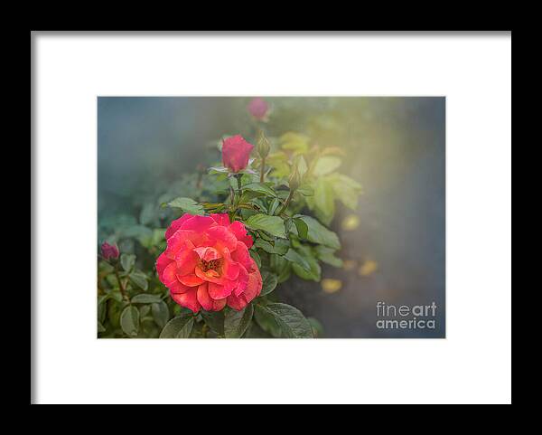 Rose Framed Print featuring the photograph Early Morning Roses by Shelia Hunt