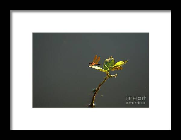 Eastern Amberwing Framed Print featuring the photograph Eastern Amberwing Dragonfly by Charline Xia