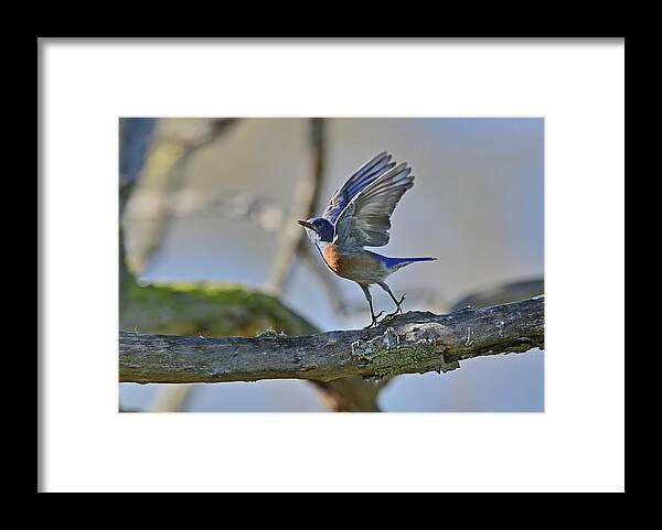Eastern Bluebird Framed Print featuring the photograph Eastern Bluebird aka Sialia sialis Flying Free by Amazing Action Photo Video