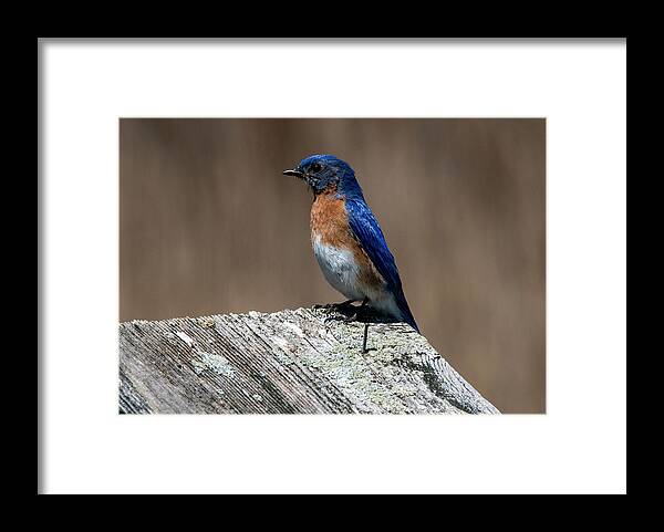 Bird Framed Print featuring the photograph Eastern Bluebird by Cathy Kovarik