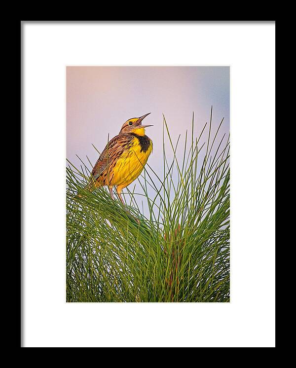 Bird Framed Print featuring the photograph Eastern Meadowlark by Steve DaPonte