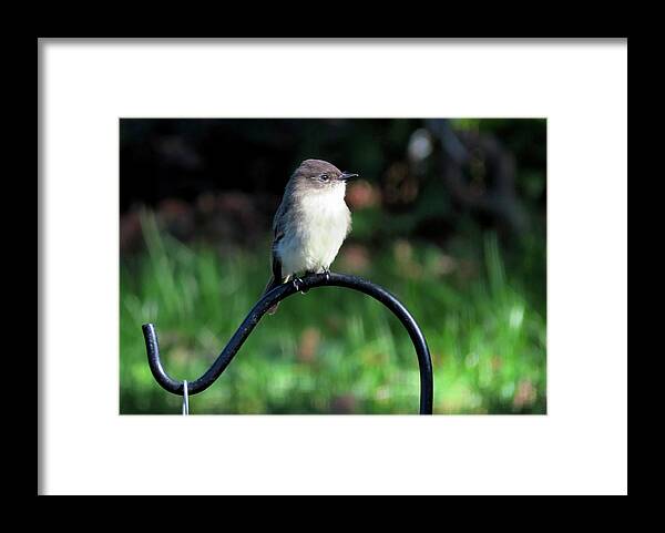 Birds Framed Print featuring the photograph Eastern Phoebe by Linda Stern