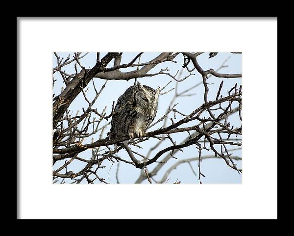 Owl Framed Print featuring the photograph Eastern Screech Owl by Katie Keenan