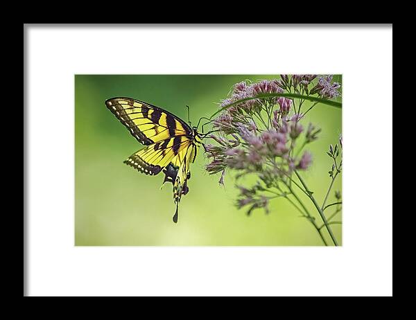 Butterfly Framed Print featuring the photograph Eastern Swallowtail Butterfly Gathering Nectar by Ira Marcus